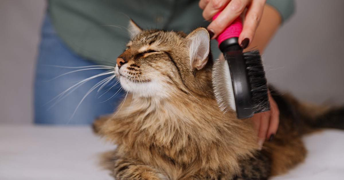gato de pelo largo es aseado por el dueño de una peluquería de mascotas