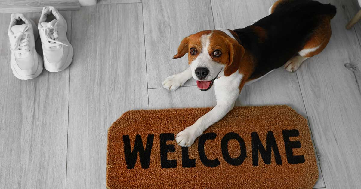perro le da la bienvenida a su cuidador en la puerta de su casaperro le da la bienvenida a su cuidador en la puerta de su casa