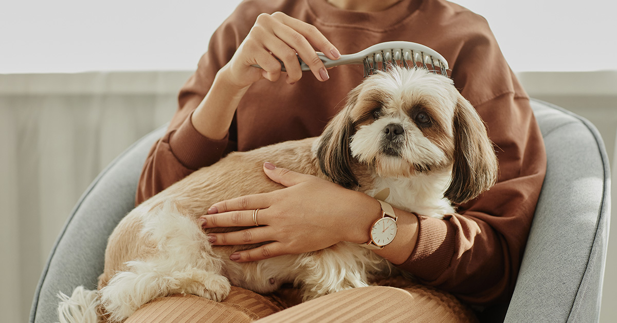 cuidador de perros sostiene a un perro pequeño mientras cepilla su pelo
