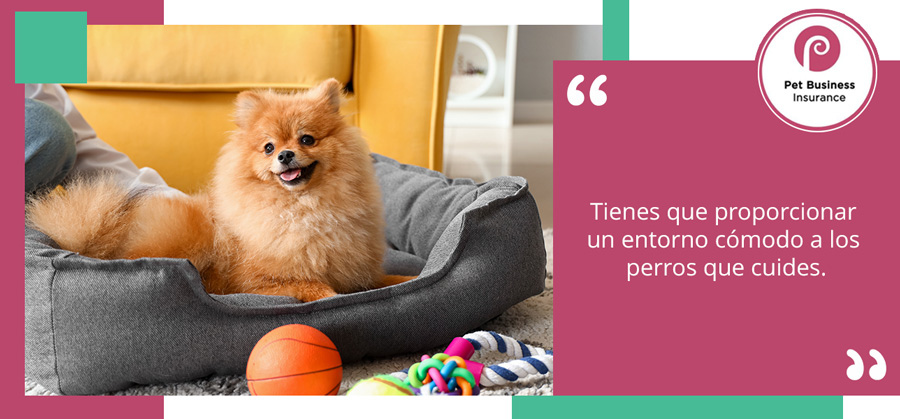 pomerania en una cama para perros deuna guardería canina