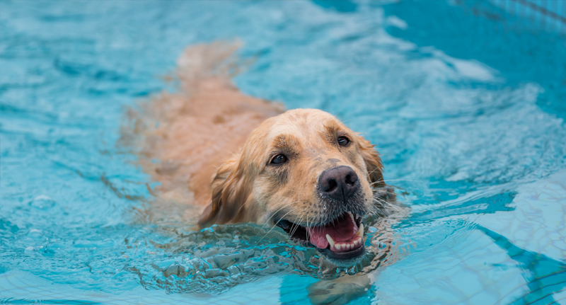 Seguro de Hidroterapeuta de Mascotas