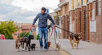 Paseador de perros